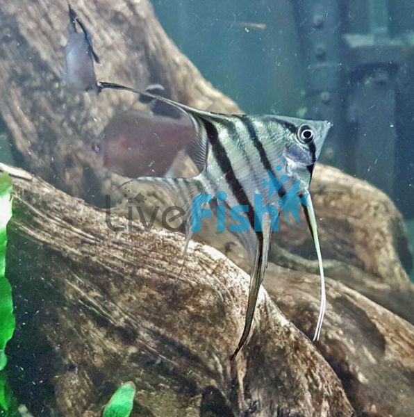 Peruvian Altum Angel Fish 4cm