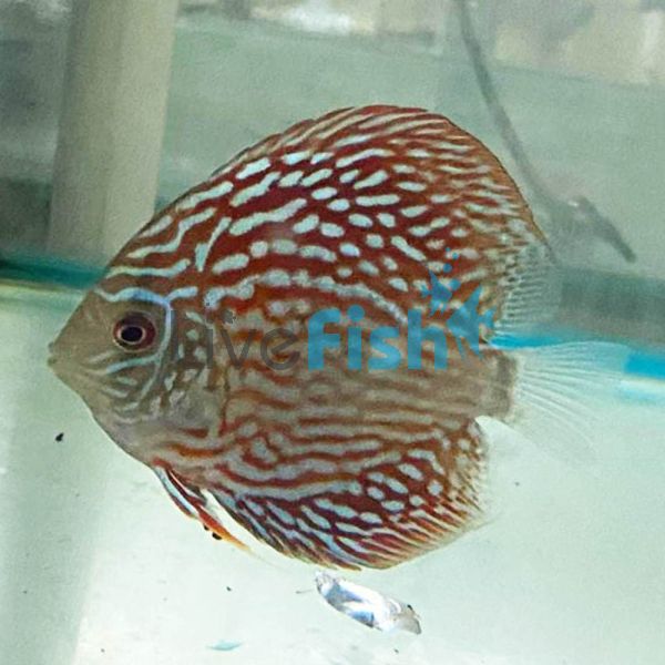 Altum Flora Discus 12cm