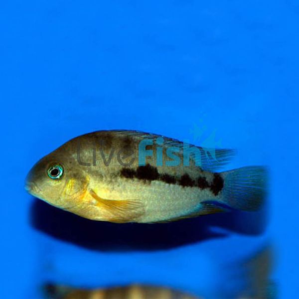 Amatitlania Septemfasciata 4cm 