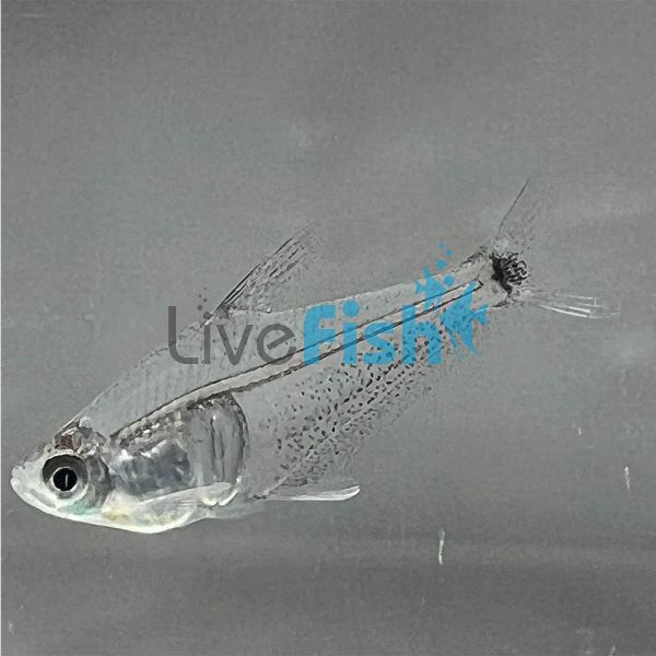 Amazonas Viridio Tetra - Wild Caught 4cm