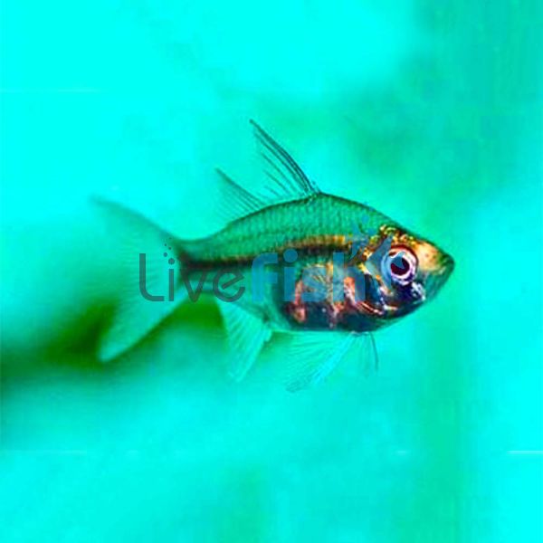 Glass Fish - Chanda Ranga 4cm