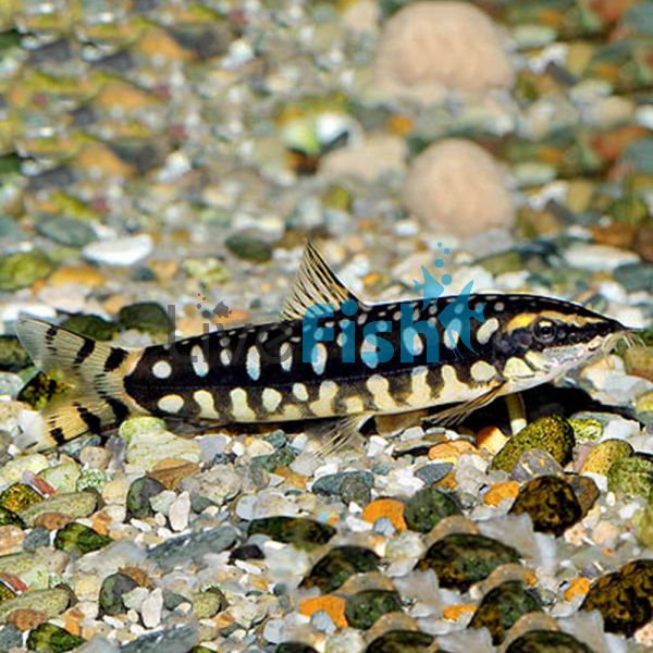 Dwarf Loach 3.5cm