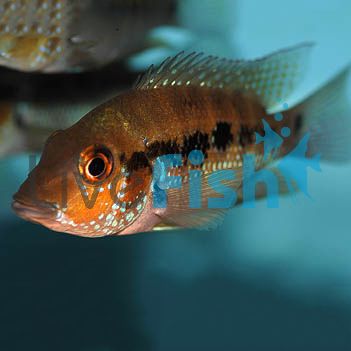 Turquoise Cichlid 4cm