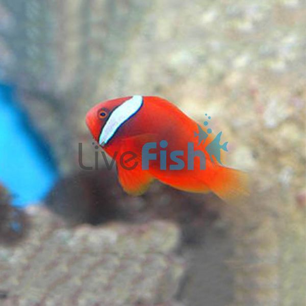 Fire Clownfish - Small