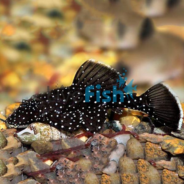 Peppermint Bristlenose 6cm