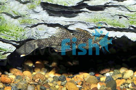Orange Spotted Bristlenose Catfish 3.5cm