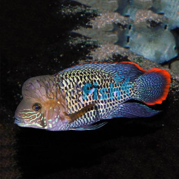 Aequidens Rivulatus Gold Saum 3.5cm 