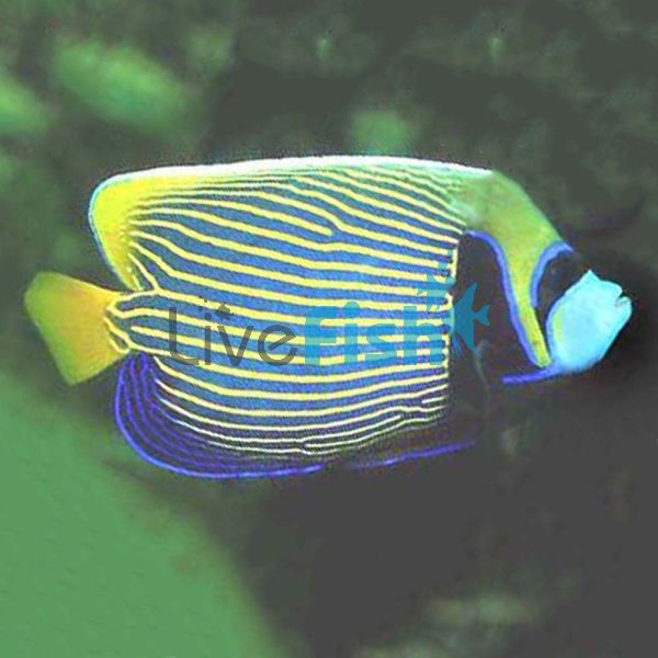 Angelfish Emperor - Large Juvenile