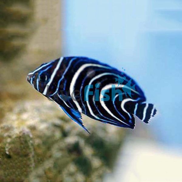 Koran Angelfish - Medium Juvenile