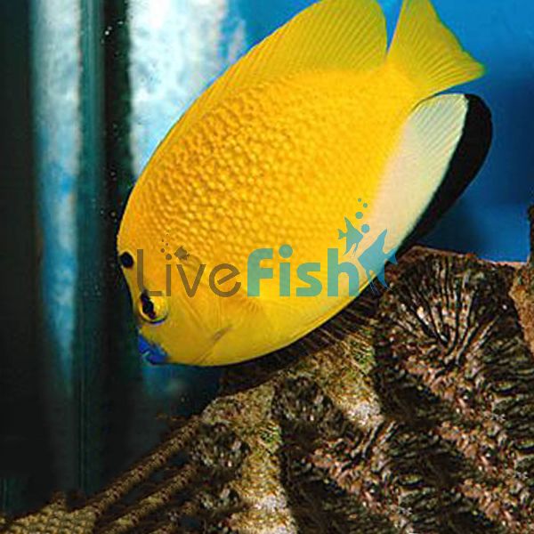 Threespot Angelfish - Medium