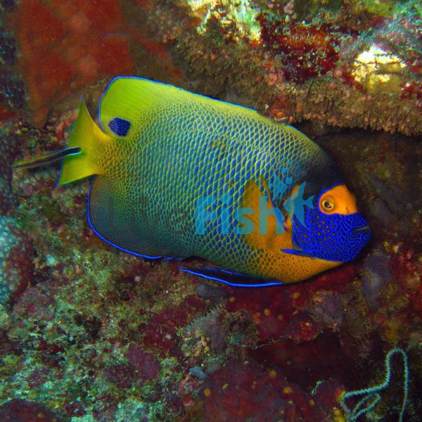 Adult Blue-Faced Angelfish - Medium