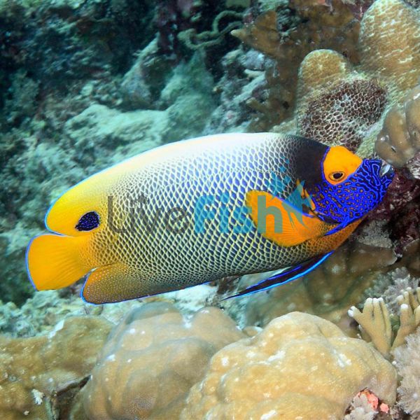 Angelfish Blue-Face - Juvenile 