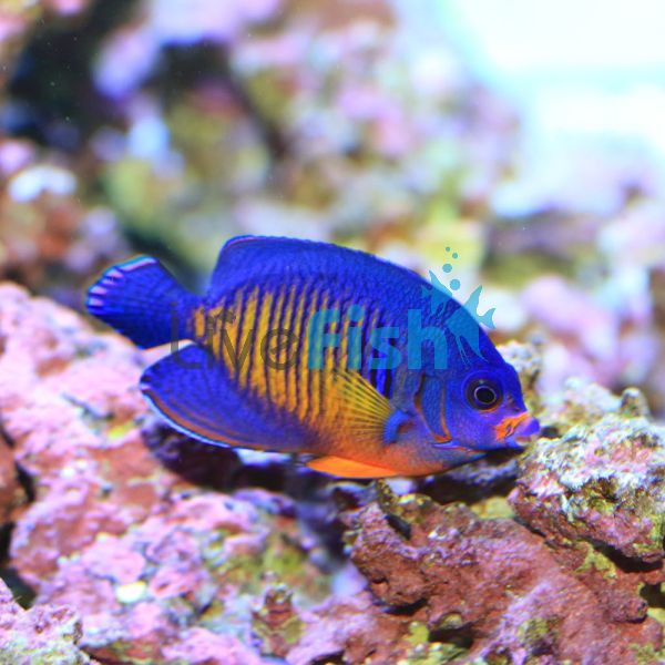 Angelfish Cebu Coral Beauty - Small