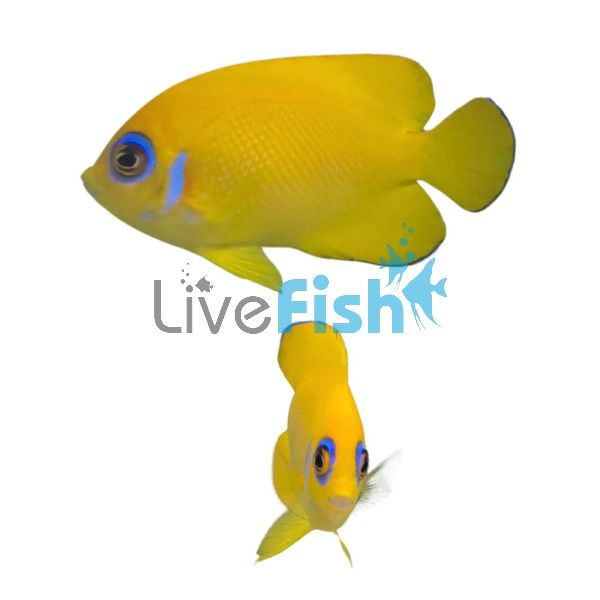 Angelfish Lemonpeel - Medium