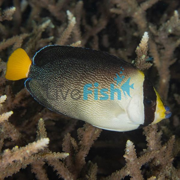 Angelfish Singapore - Large