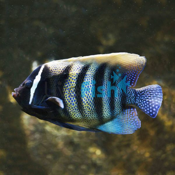 Six Banded Angelfish - Medium Juvenile