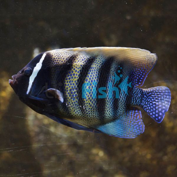 Angelfish Six Bar - Medium Adult