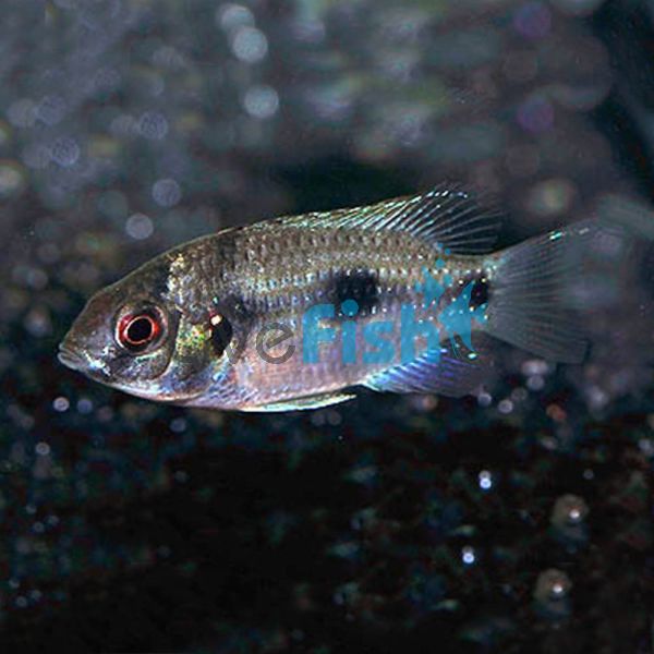 African Butterfly Cichlid 3cm