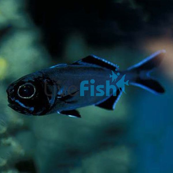 Flashlight Fish MED