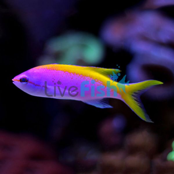 Evan's Anthias - Large