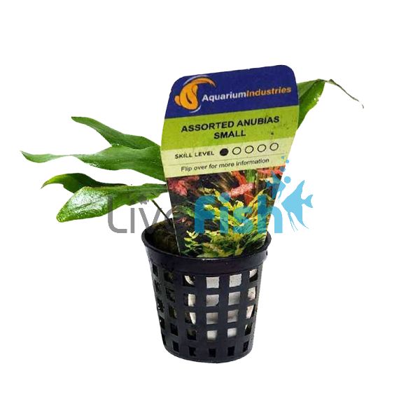 Anubias - Assorted Small Pot
