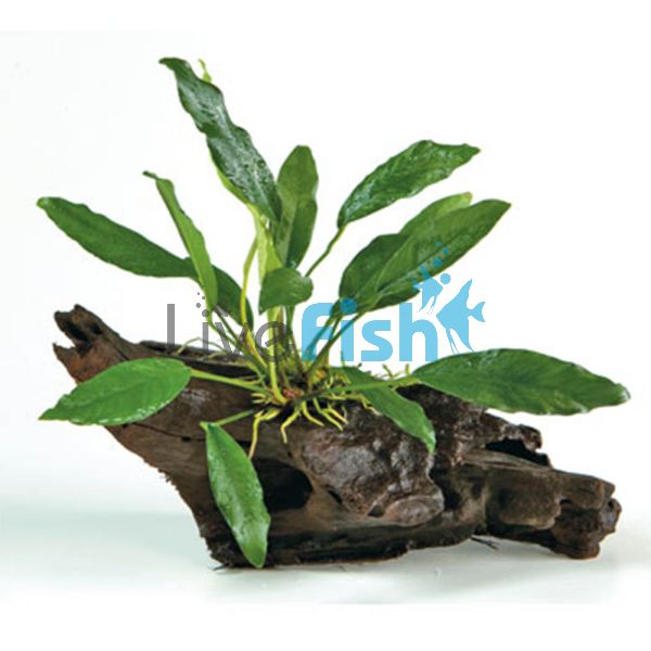 Anubias Afzelli - Large Driftwood