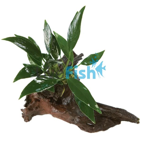 Anubias Afzelli (O/T) - Medium Driftwood 