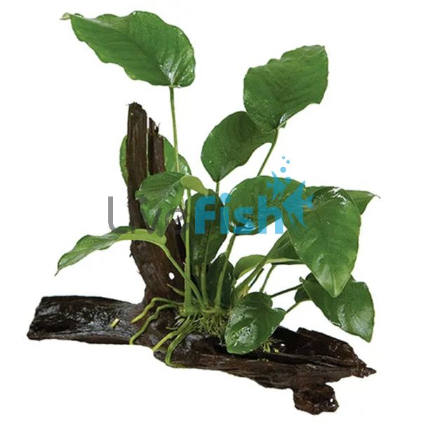 Anubias Barteri (O/T) - Medium Driftwood