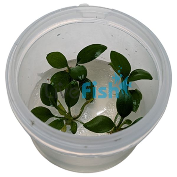 Anubias Hastifolia - Tissue Culture