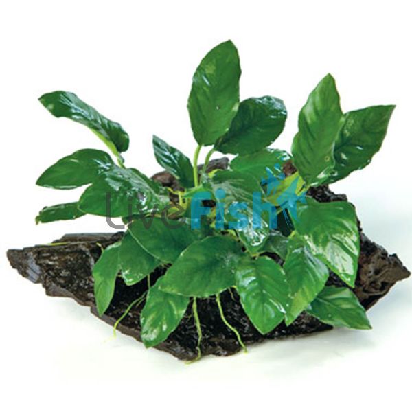Anubias Paco - Medium Driftwood