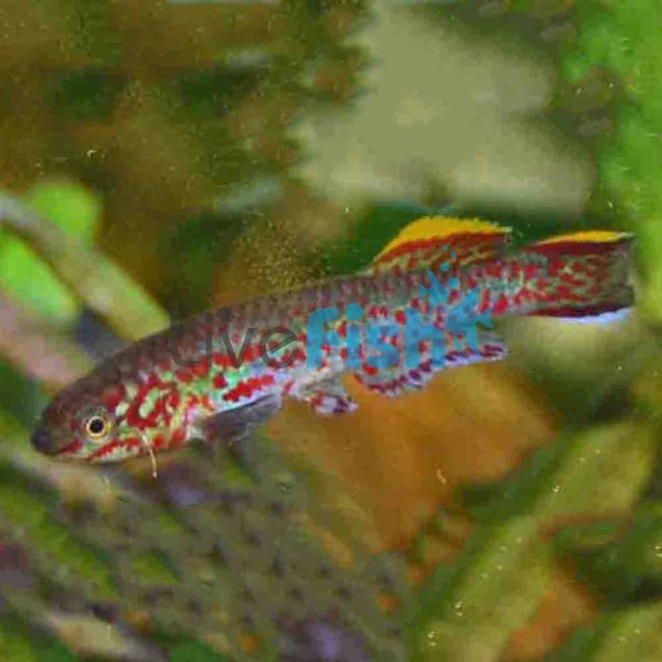 Aphyosemion Gardneri 4cm