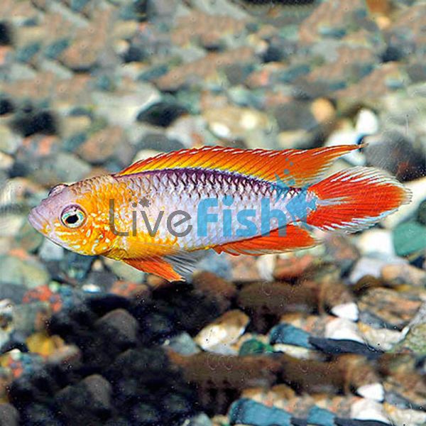 Gold Fire Red Agassizii 4cm