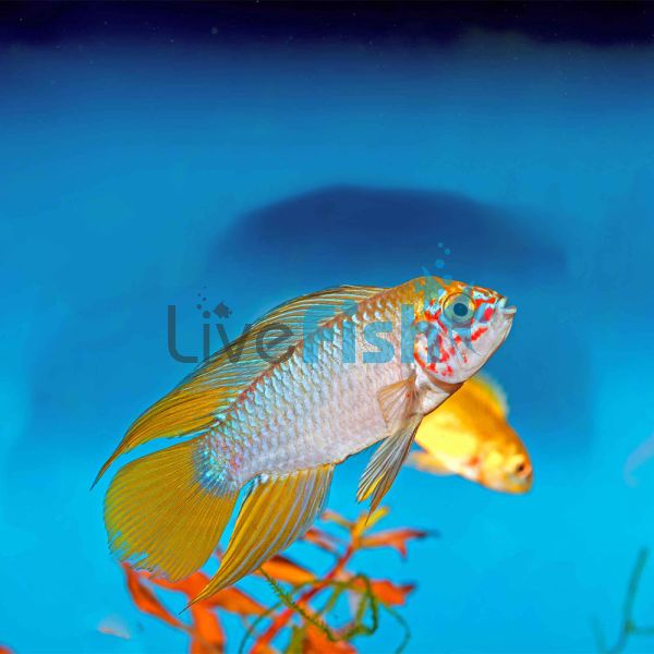 Apistogramma Borelli 2.5cm 