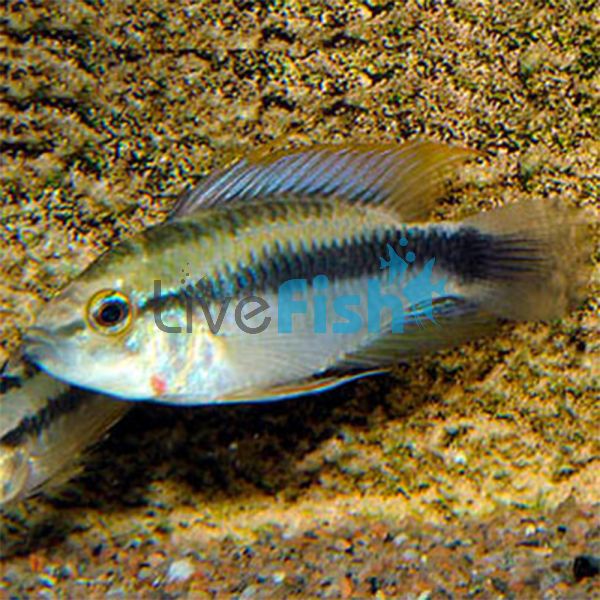 Rio Mamore 3.5cm - Select