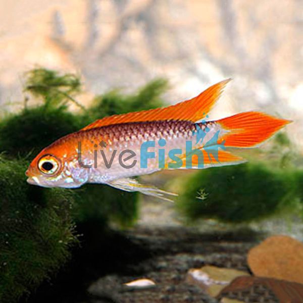 Fire Red Agassizii 3cm