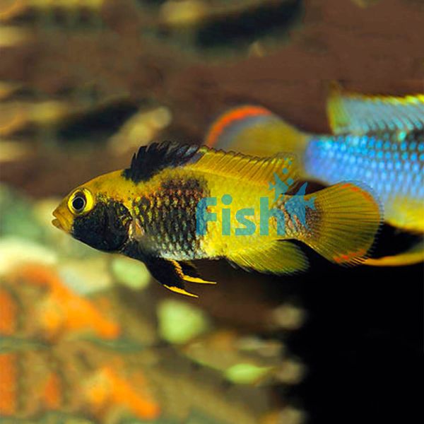 Apistogramma Nijsseni 3cm 