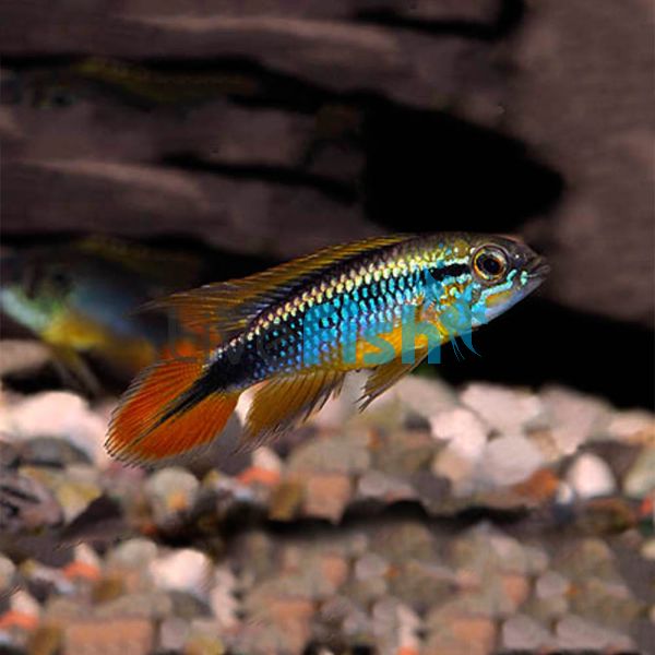 Apistogramma Agassizii 3cm