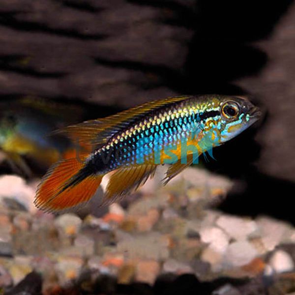 Apistogramma Agassizii 4cm