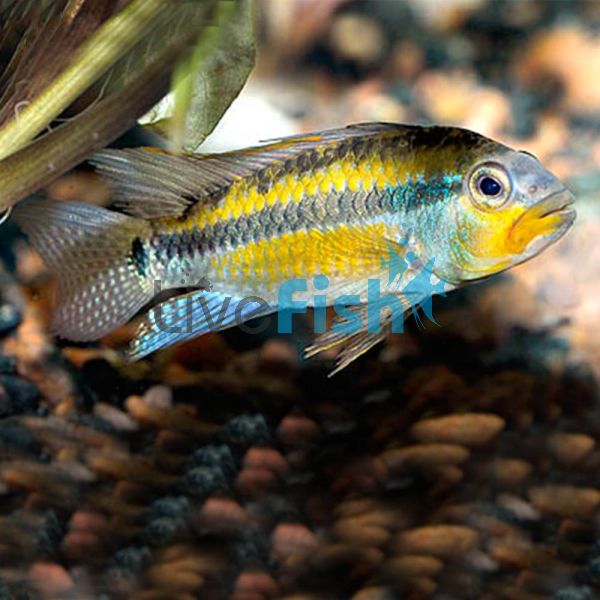 Apistogramma Allpahuayo 3cm