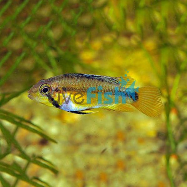 Apisto Atahualpa - Wild Caught 3.5cm