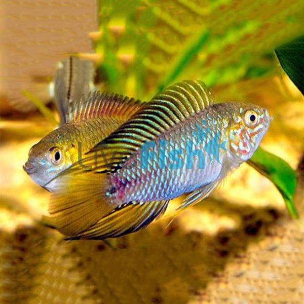 Borelli Opal 3cm