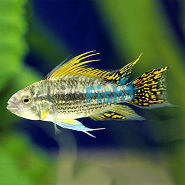 Apistogramma Cacatuoides 3cm