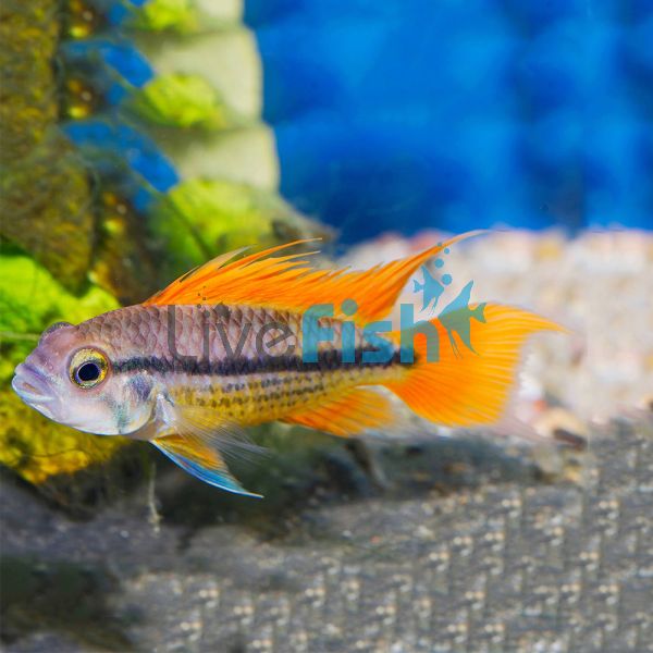 Mega Orange Cacatuoides 3cm