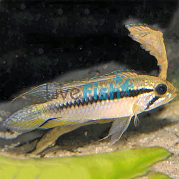 Apistogramma Gephyra 4cm
