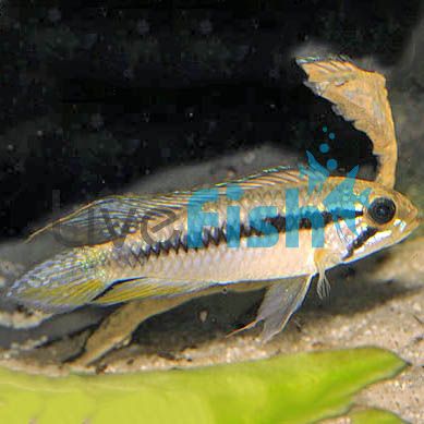 Apistogramma Gephyra Pair 3.cm