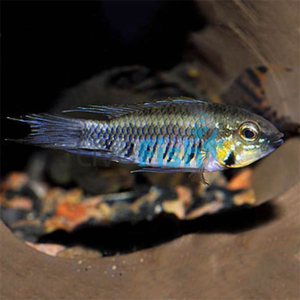 Apistogramma Gibbiceps Pair 3.5cm