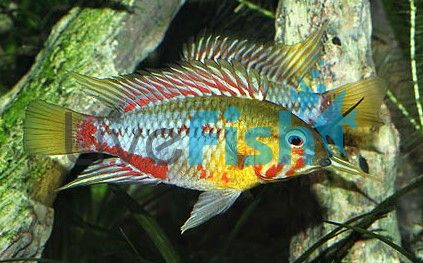 Apistogramma Hongsloi Ii Pair 3cm