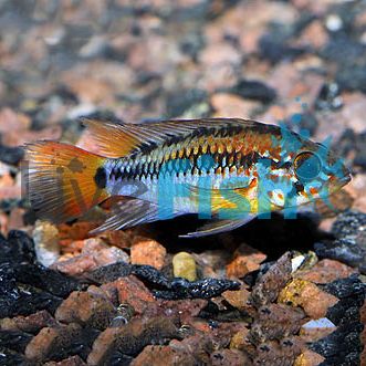 Apistogramma Viejita Red Neck Pair 3cm