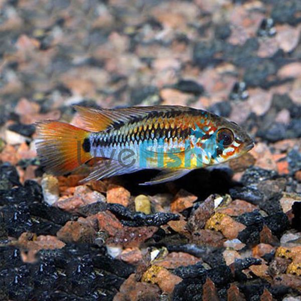 Macmasteri 3cm