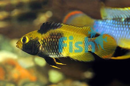 Nijsseni 3.5cm - Wild Caught